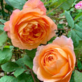 Lady Emma Hamilton Rose