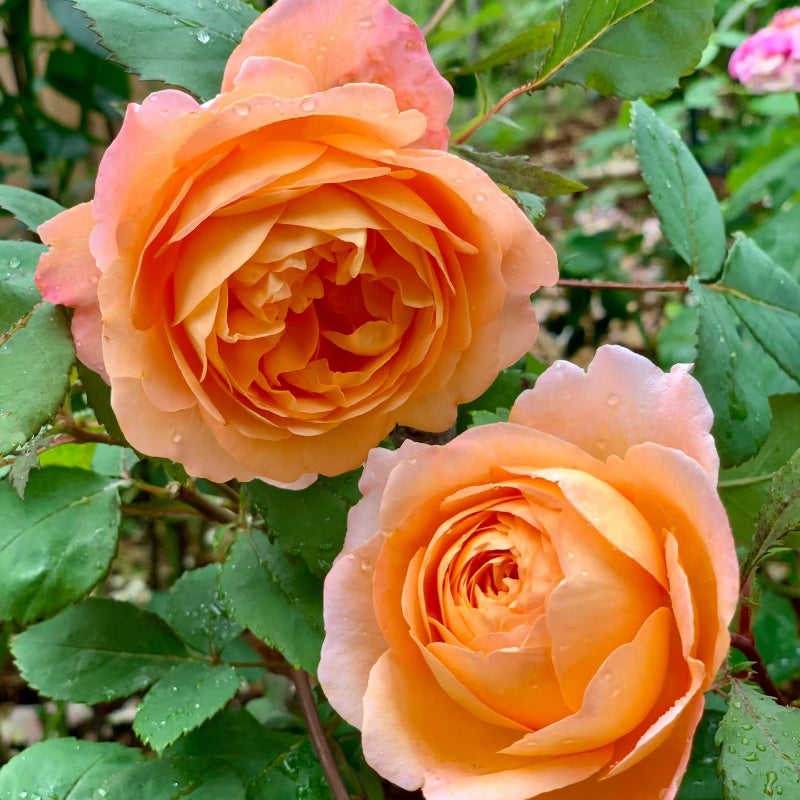 Lady Emma Hamilton Rose