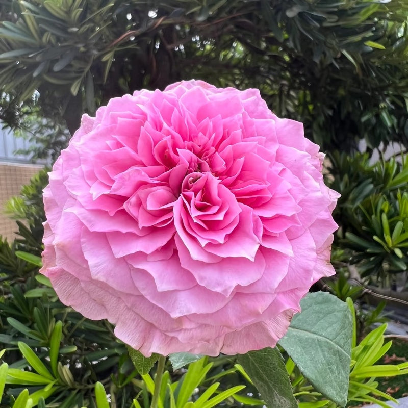 Jardin Parfumen Amoureuse Rose