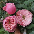 Pin-up Rose