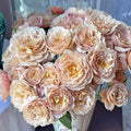Charlotte Perriand Rose