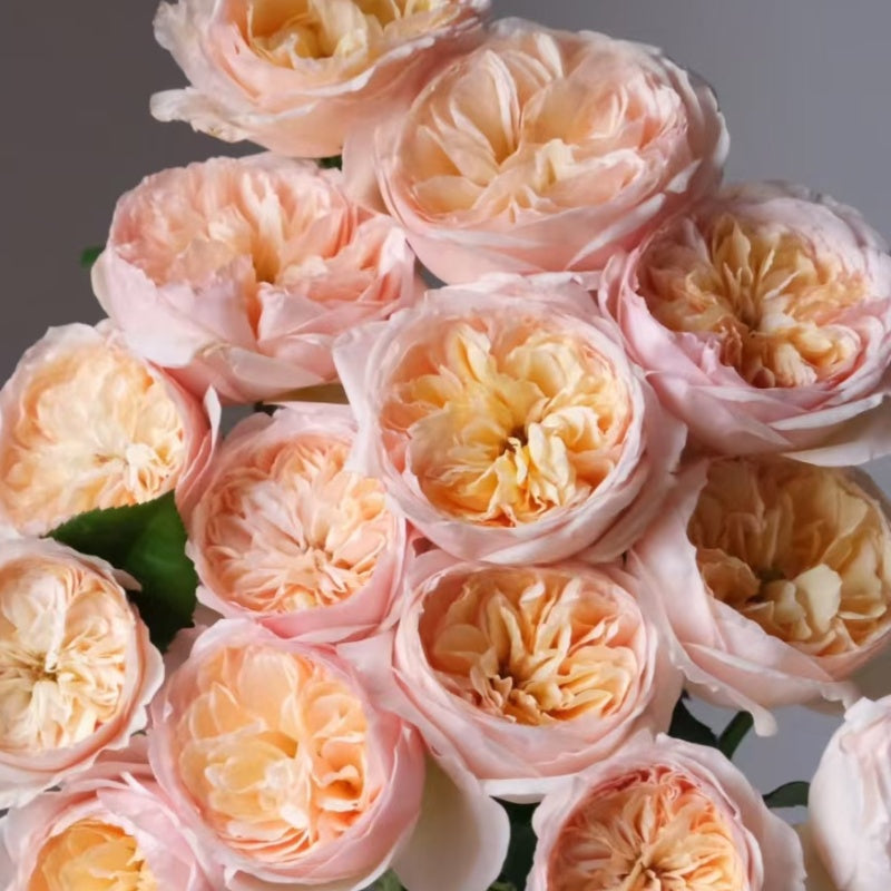 Juliet Rose