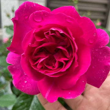 Strawberry Rose
