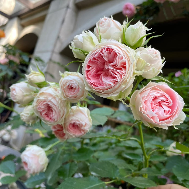 Pompon Veranda Rose