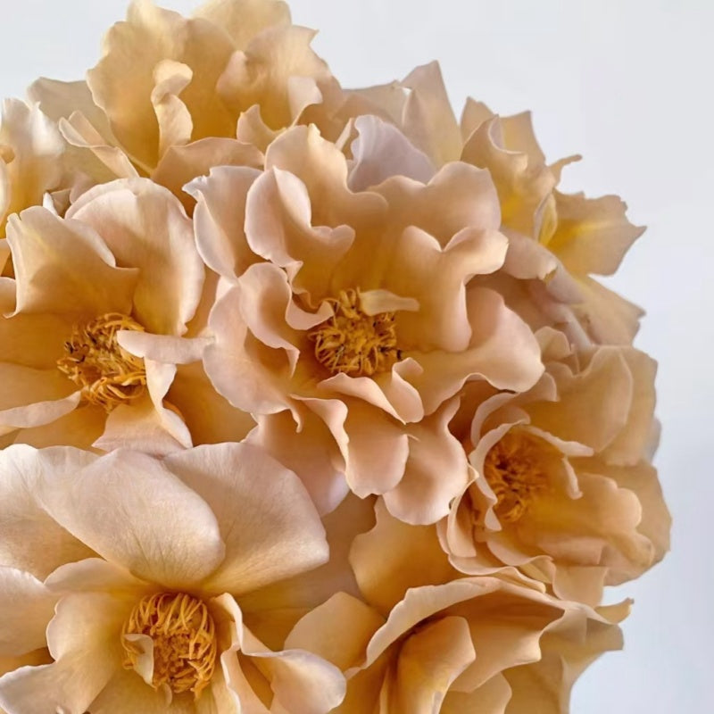 Event d’Or Rose