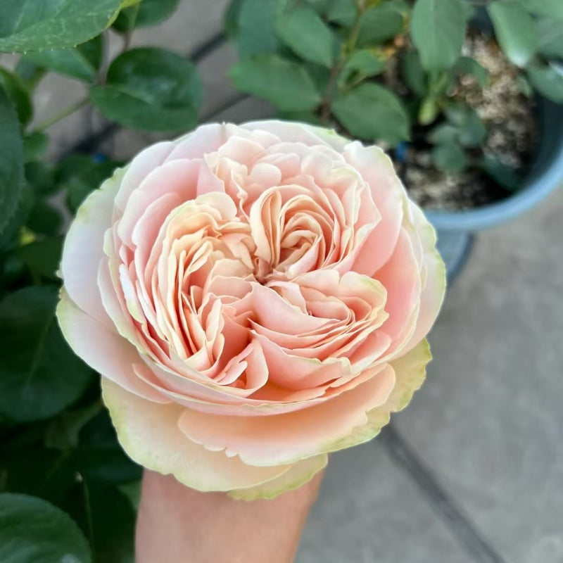 Fastest Growing Roses Unforgettable Rose – Elegant Garden Rose – Fast-growing-Plant