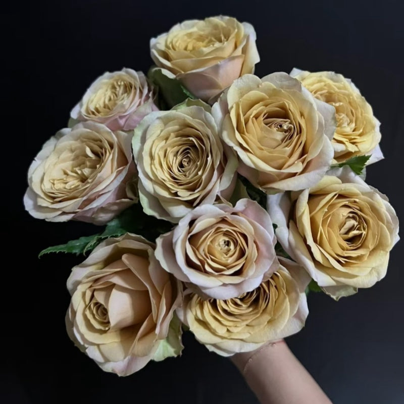 Pine Dream Rose