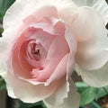 Princess Holly’s Hope Rose