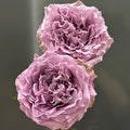 Princess Kaori Rose