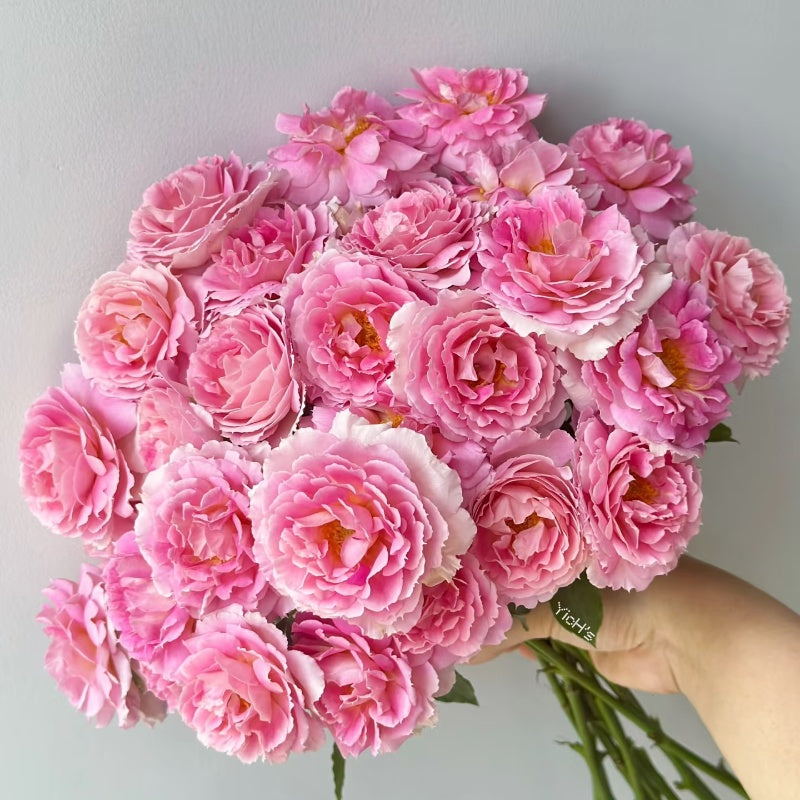 Penelopeia Rose