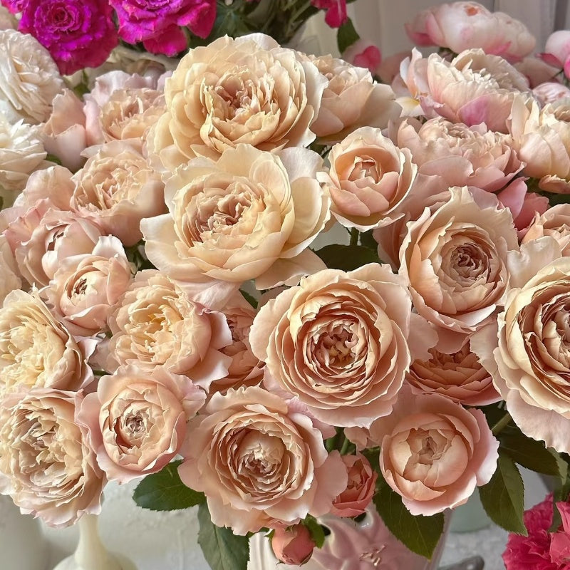Charlotte Perriand Rose