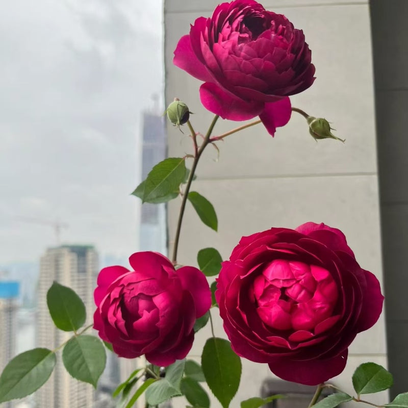 Autumn Rouge Rose