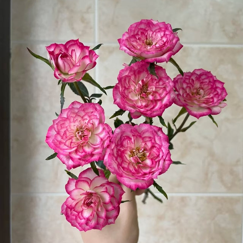 Carousel Rose