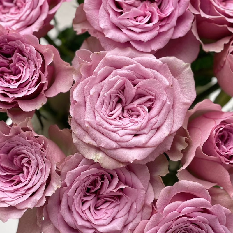 Montmartre Rose