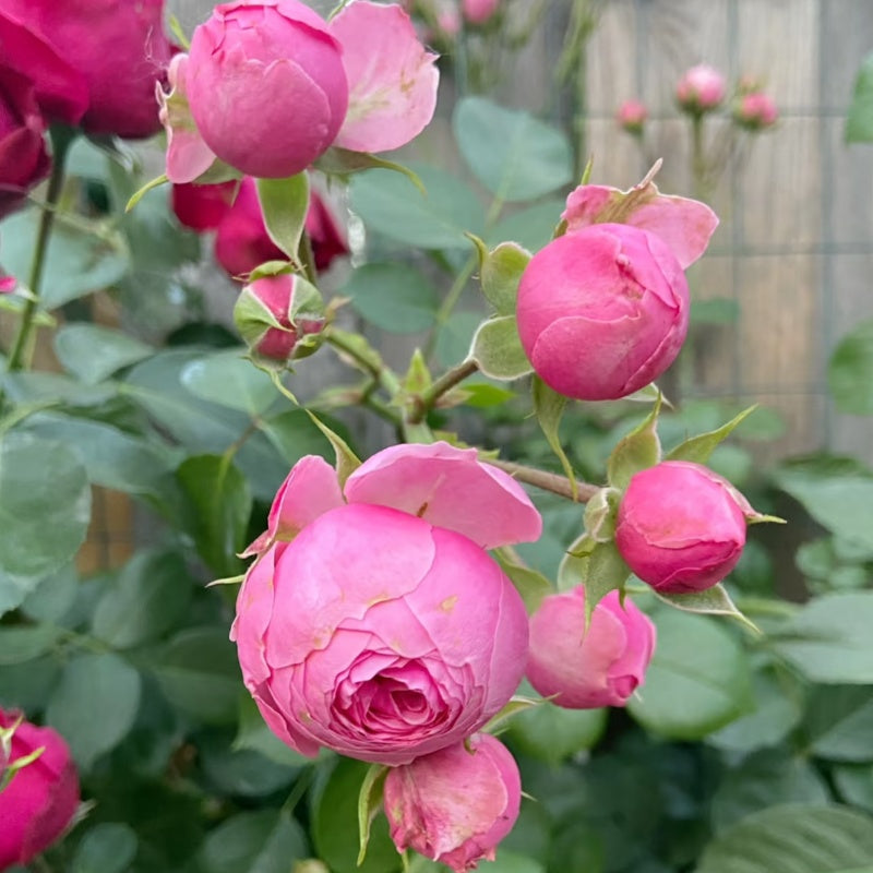Pomponella Rose