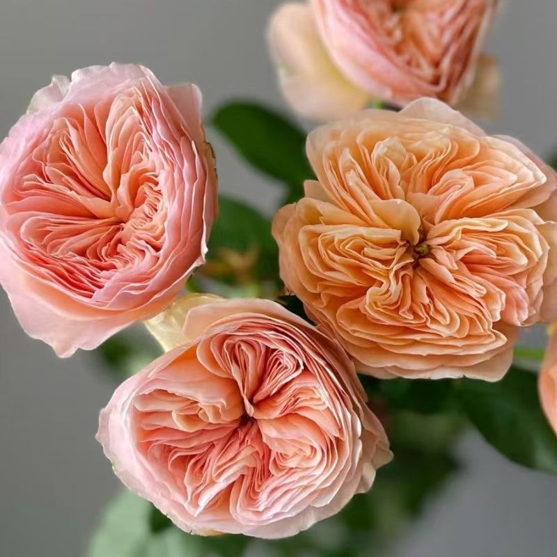 Georgina Gardens Rose