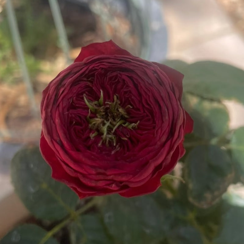 Grand Jubilee Rose