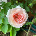 Sophia Romantica Rose