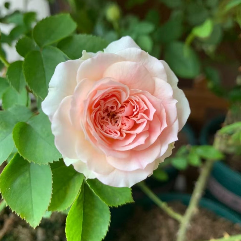 Sophia Romantica Rose