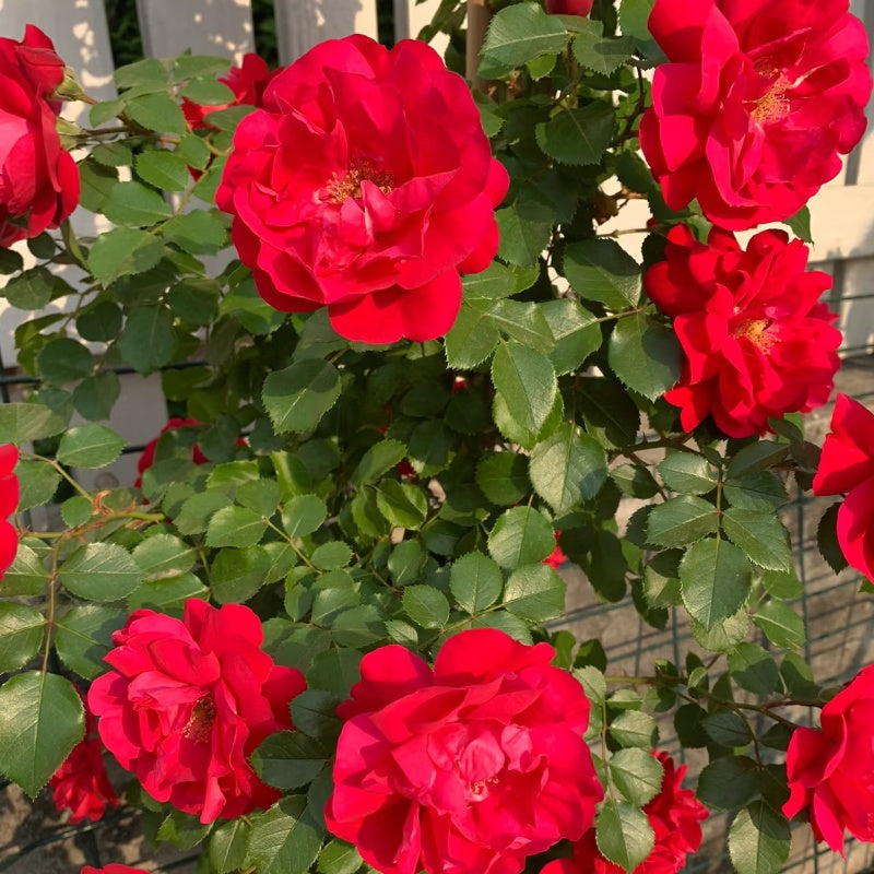 Lusuh Roses Lushuo Red Rose – Elegant Garden Rose – Fast-growing-Plant
