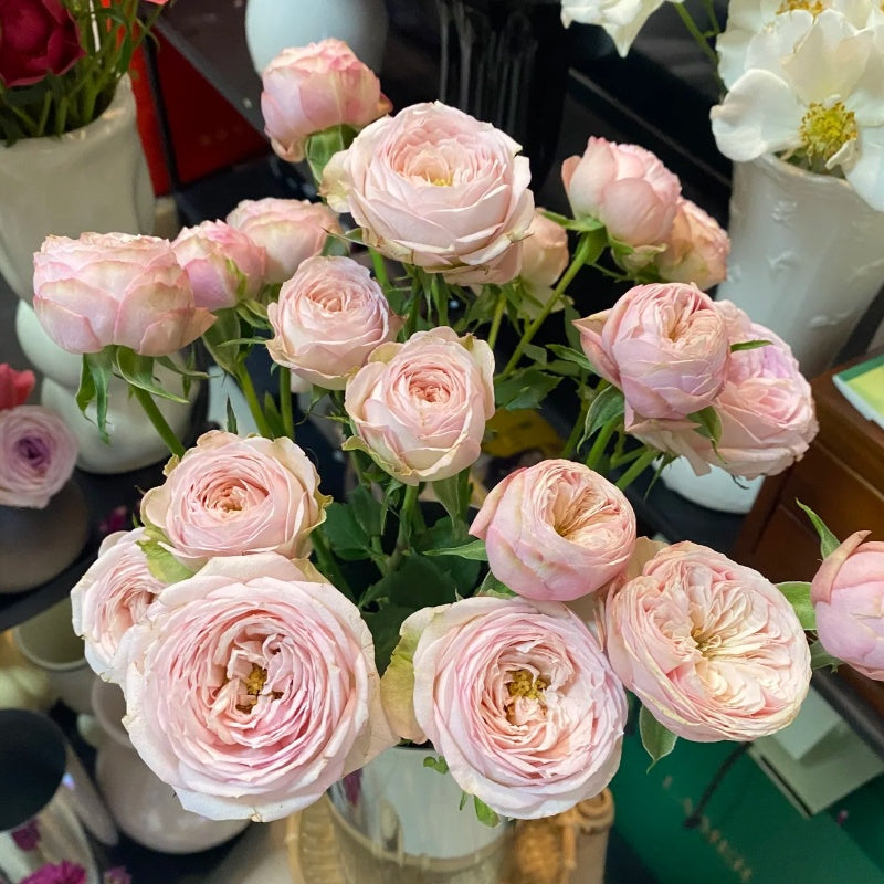 Royal Blush Rose