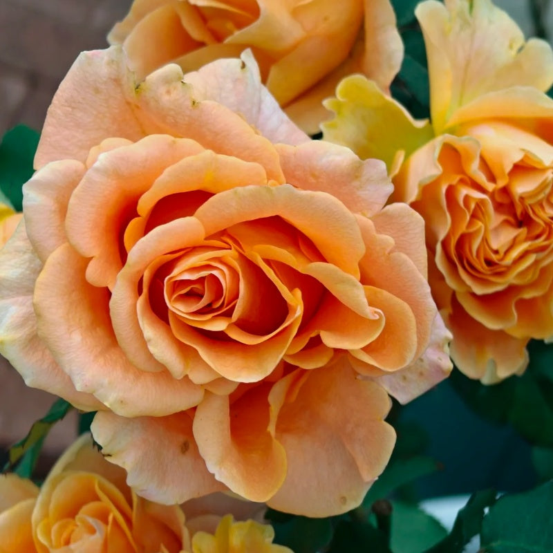 Peach X-pression Rose