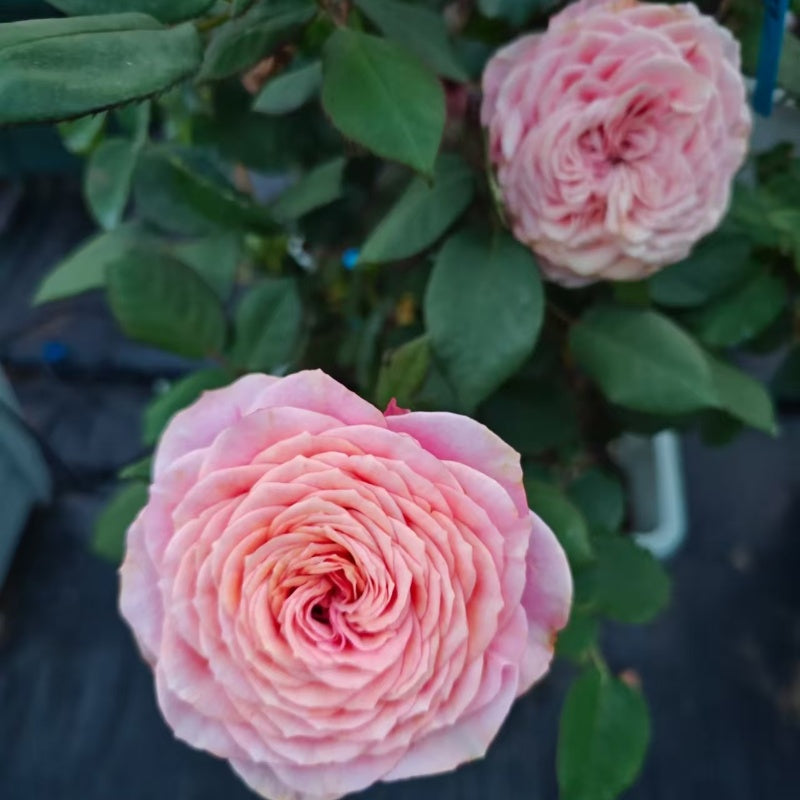 Richmond Park Rose