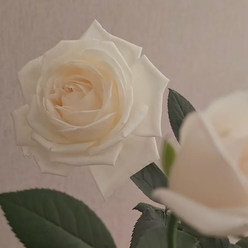 Pierre Arditi Rose