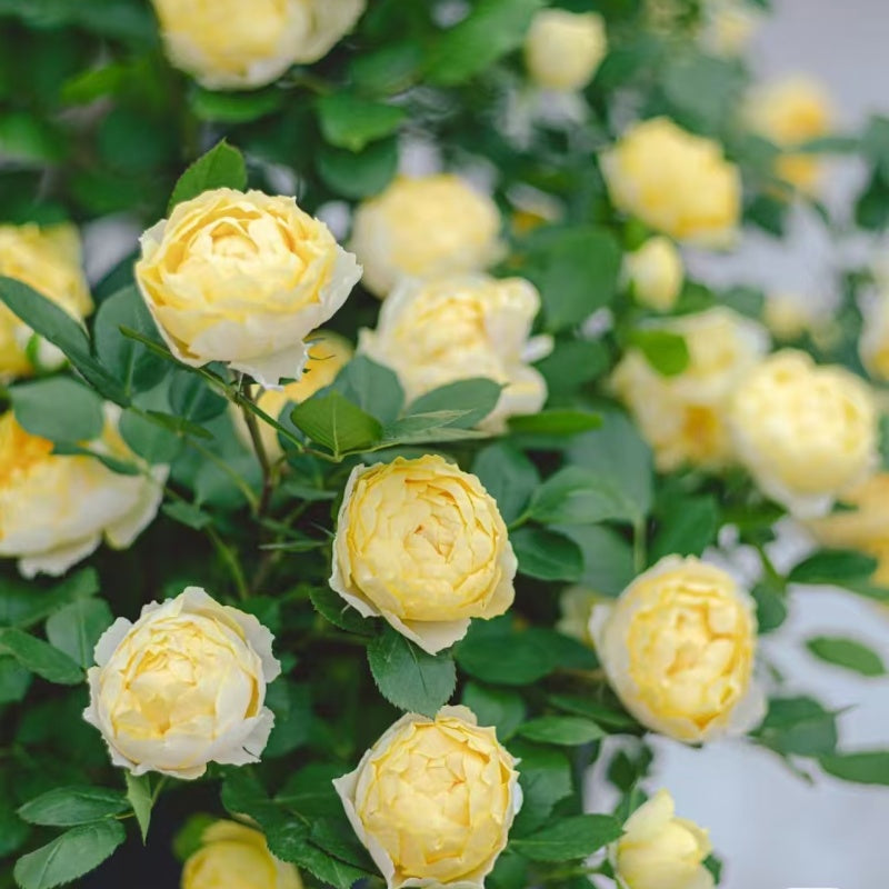 Canary Bird Rose