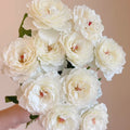 Princess Miyuki Rose