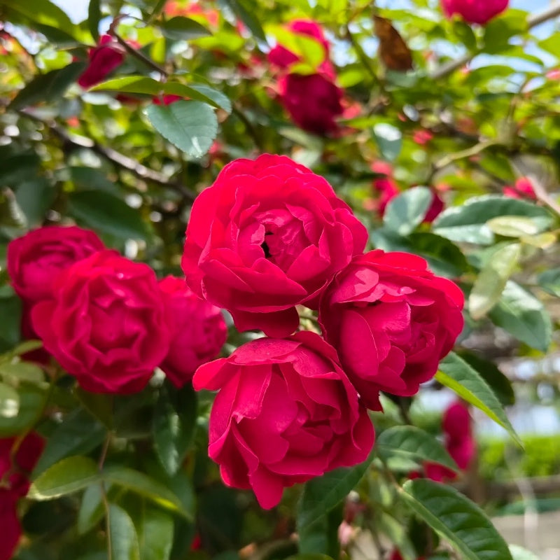 Red Perfumed Roses Red Wood Fragrance Rose – Elegant Garden Rose – Fast-growing-Plant