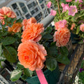 Saturnus King Terrazza Rose