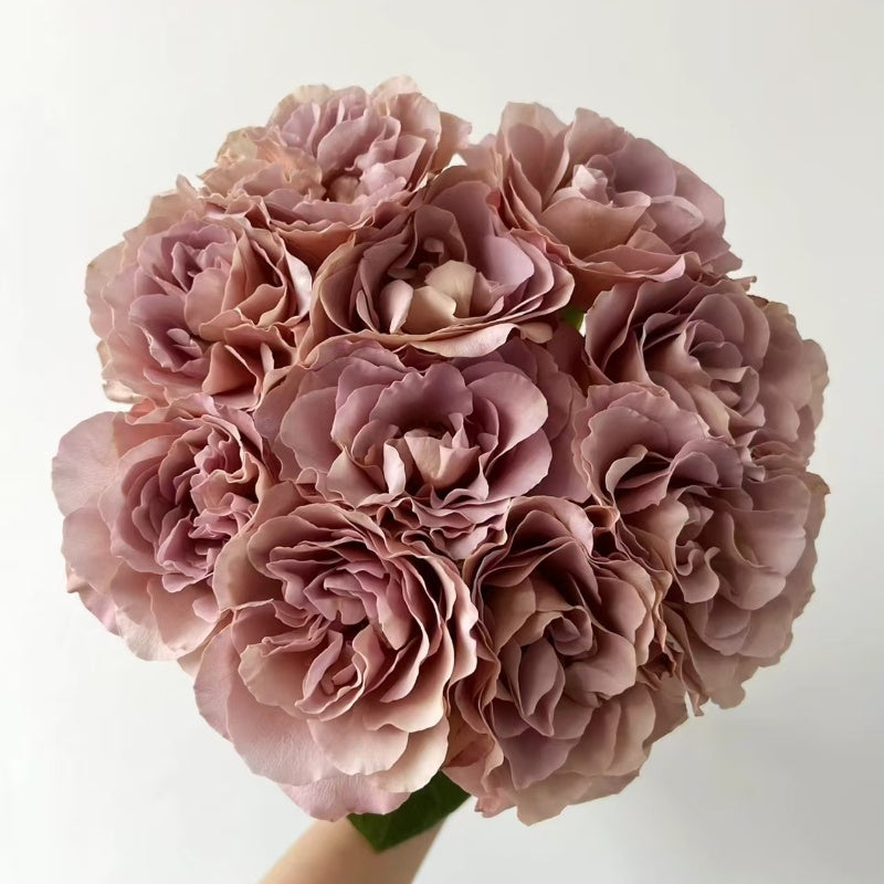 Caffe Latte Rose
