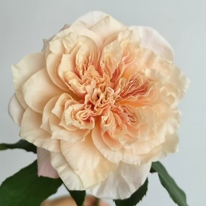 Issei Rose
