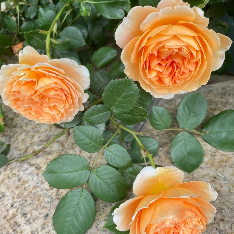 Crown Princess Margareta Rose