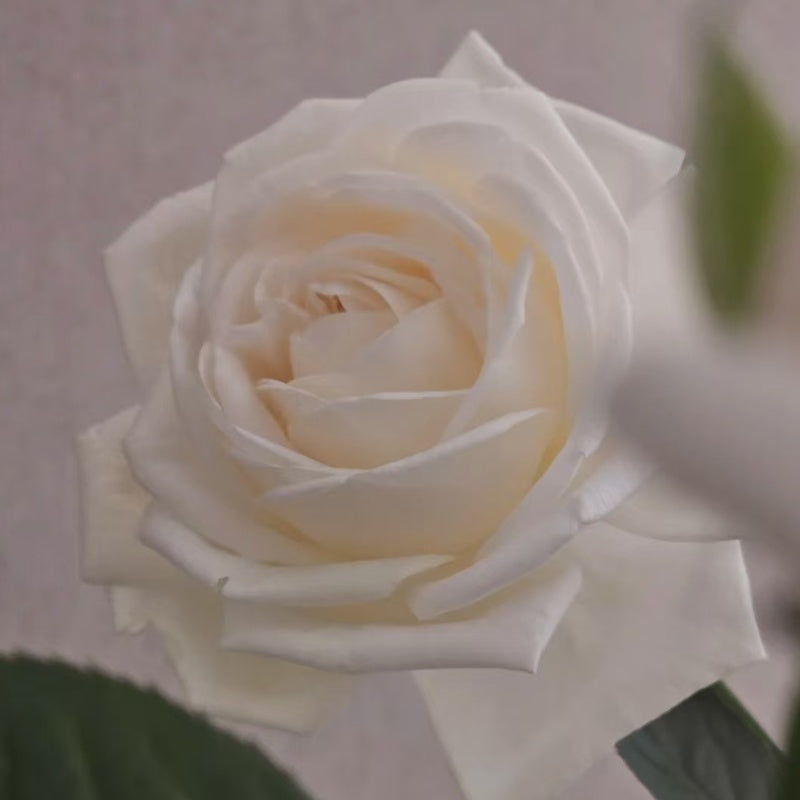 Pierre Arditi Rose