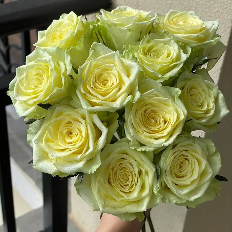 Rose Terraz Gemini