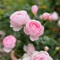 Scepter’d Isle Rose