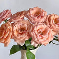 RP Moab Rose