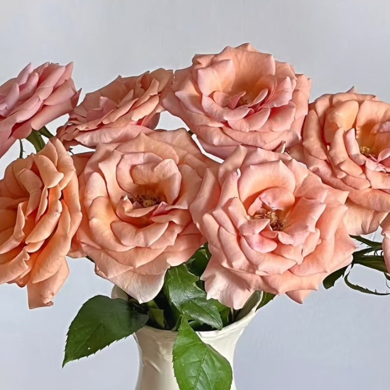 RP Moab Rose