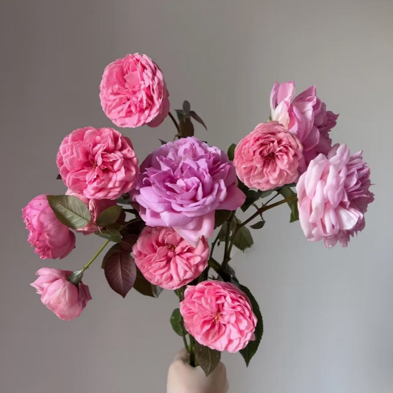 Happy Piano Rose