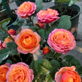 Mango Romantica Rose