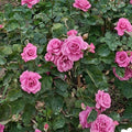 Pluto King Terrazza  Rose