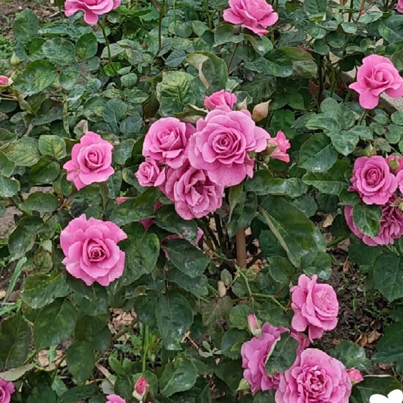 Pluto King Terrazza  Rose