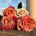 Pimms Rose