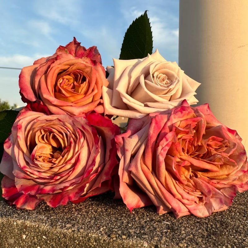 Pimms Rose