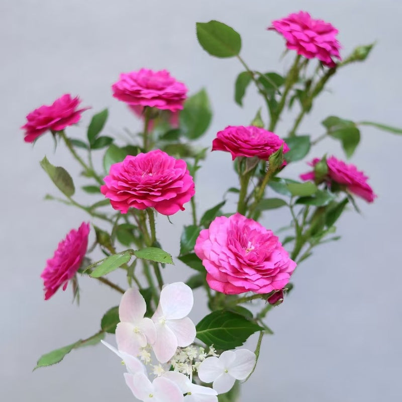 Liuhua Autumn Dance Rose