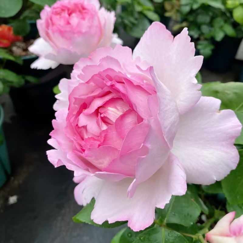 Fragrance of Fragrances Rose