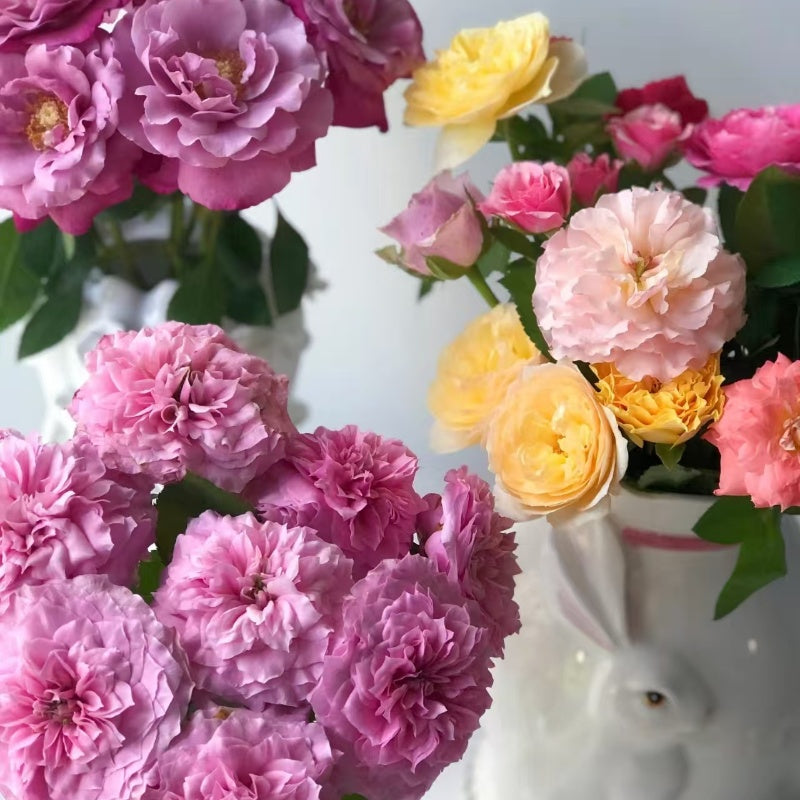 Jardin Parfumen Amoureuse Rose