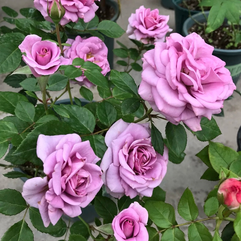 Mercury King Terrazza Rose
